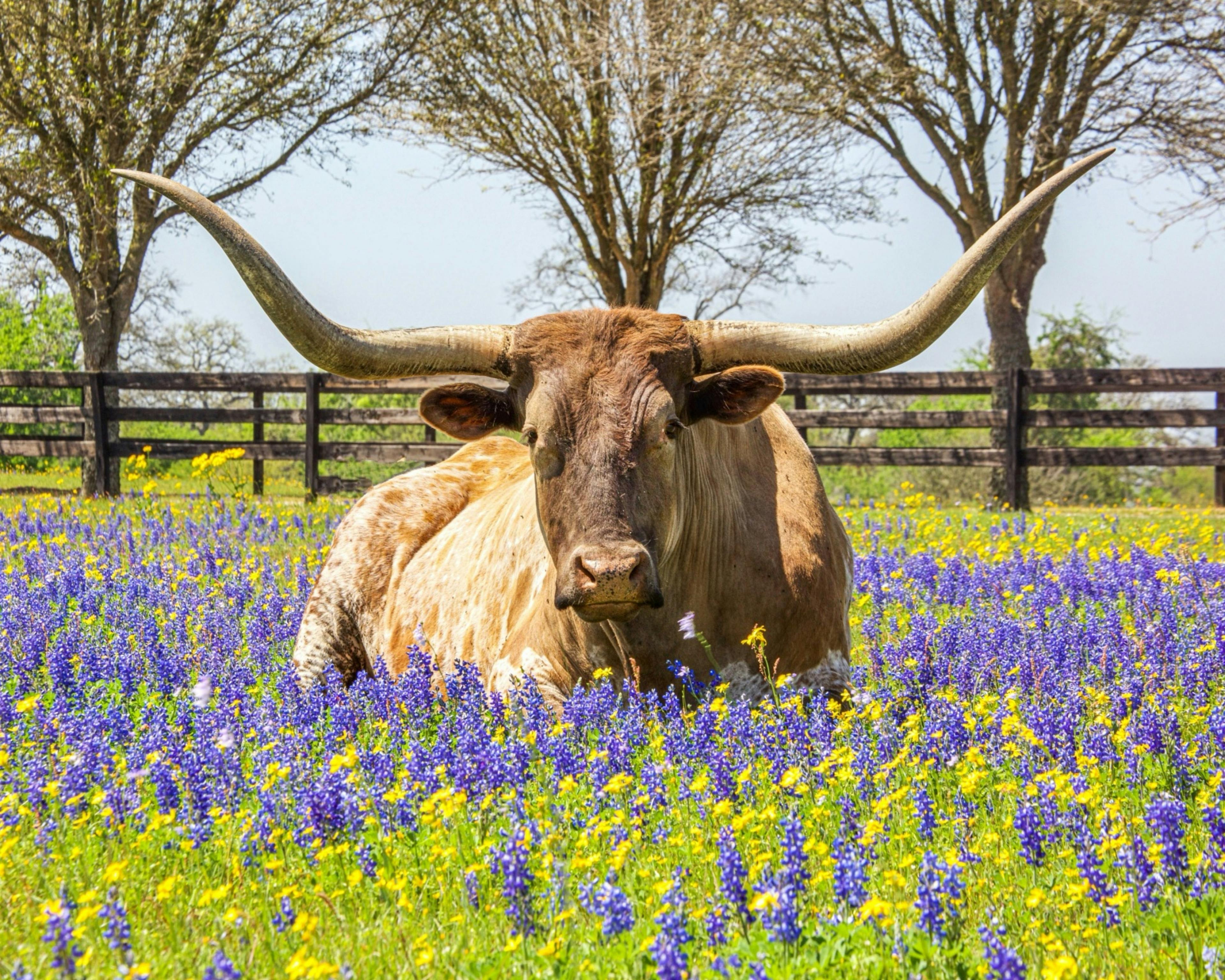 Home Staging & Design Services in Brenham, TX